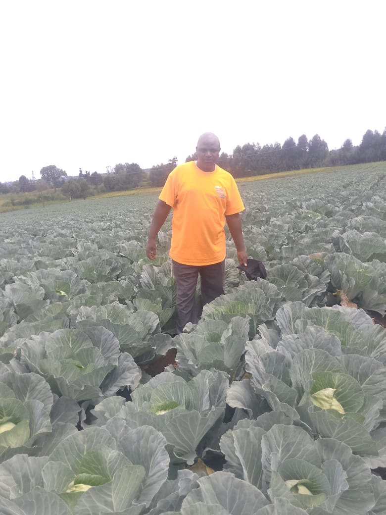 cabbage from Kenya