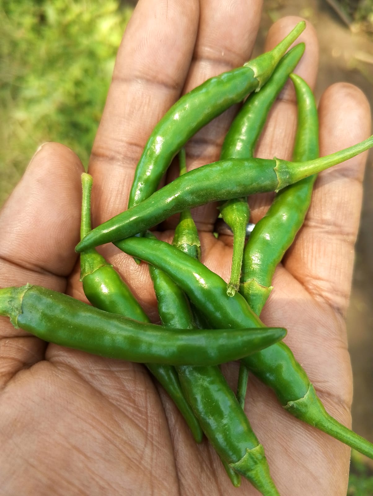Demon F1 Grüne Chilischoten from Kenia
