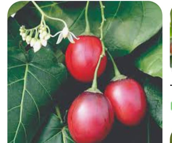 Tree tomato ( tamarillo) from Kenya