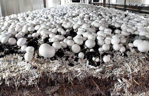 Verse Witte Champignons from Brits Indische Oceaanterritorium