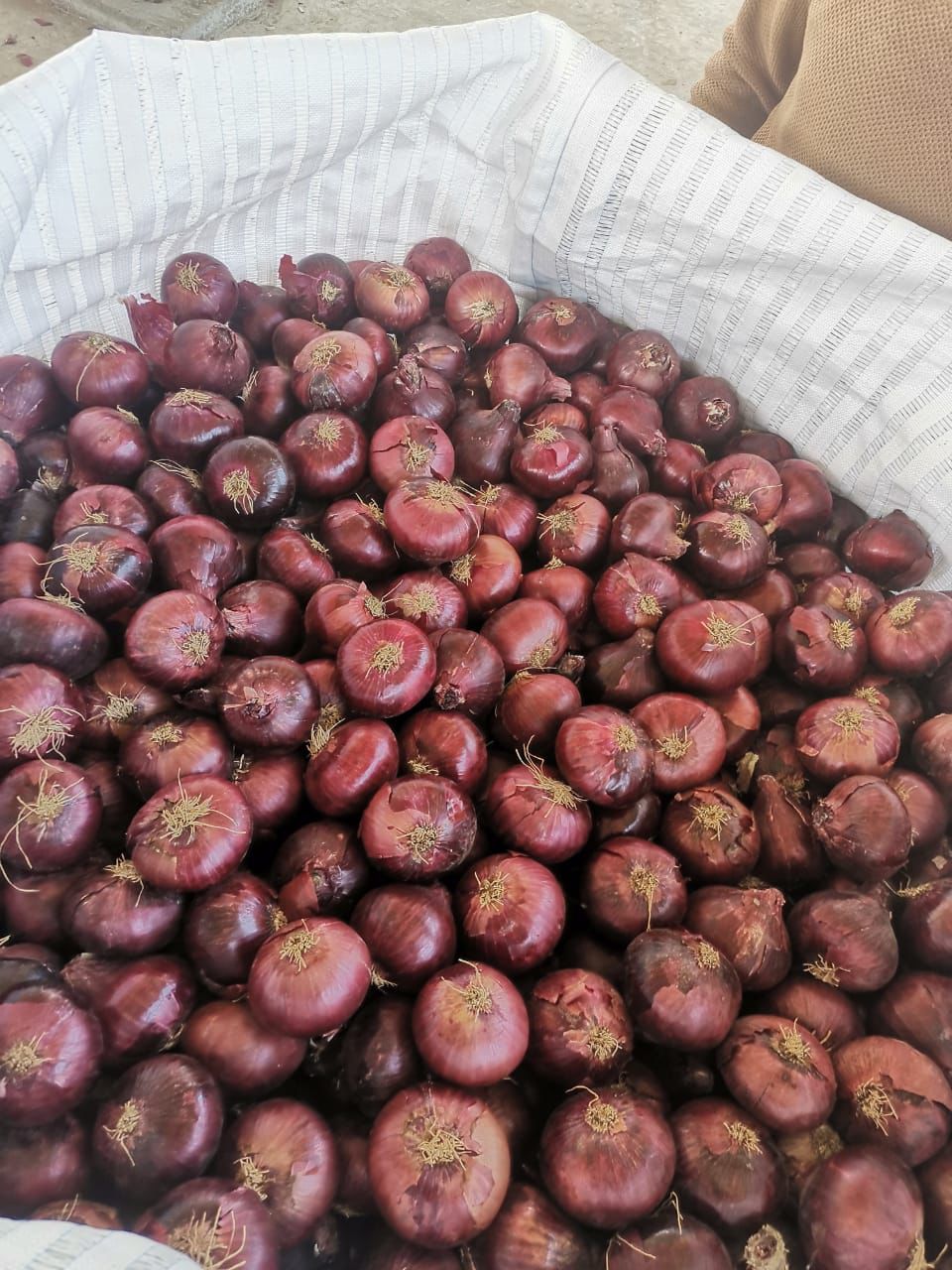 Onion from Egypt
