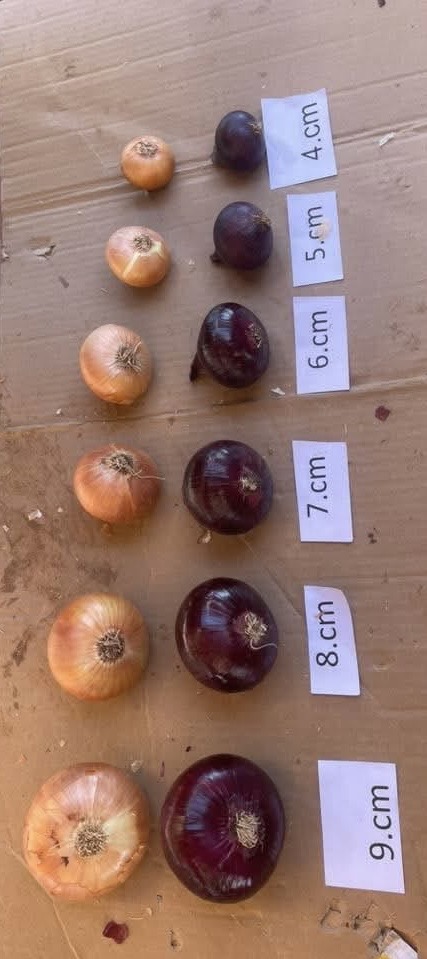 Fresh onions from Egypt