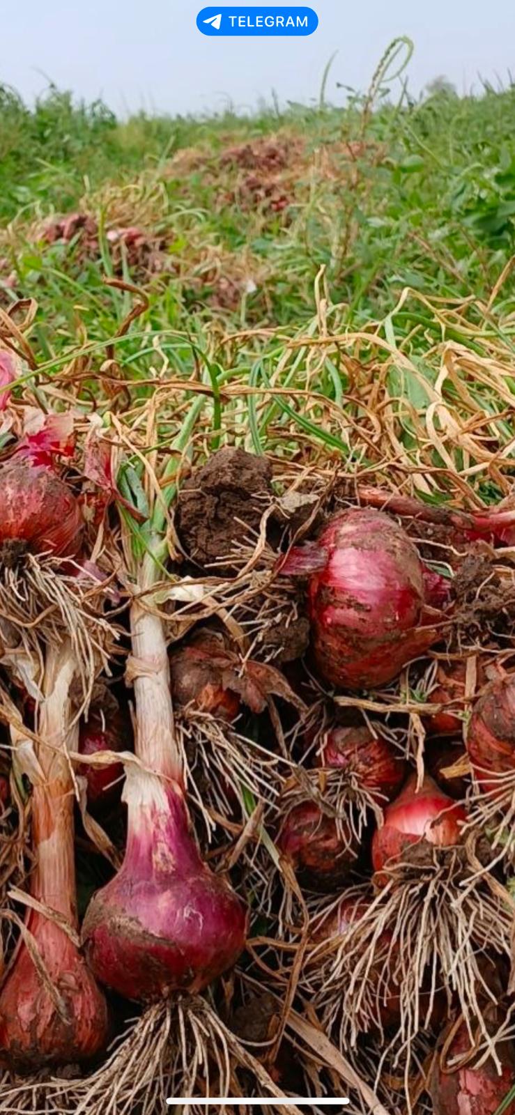 Vegetables from Ethiopia