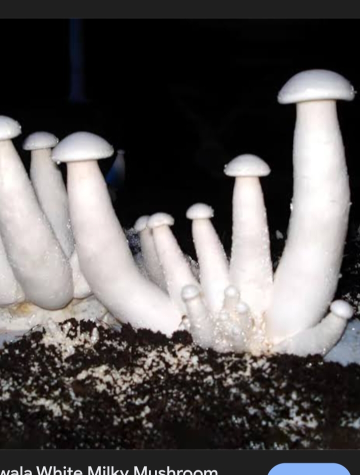 Fungo Milky from India