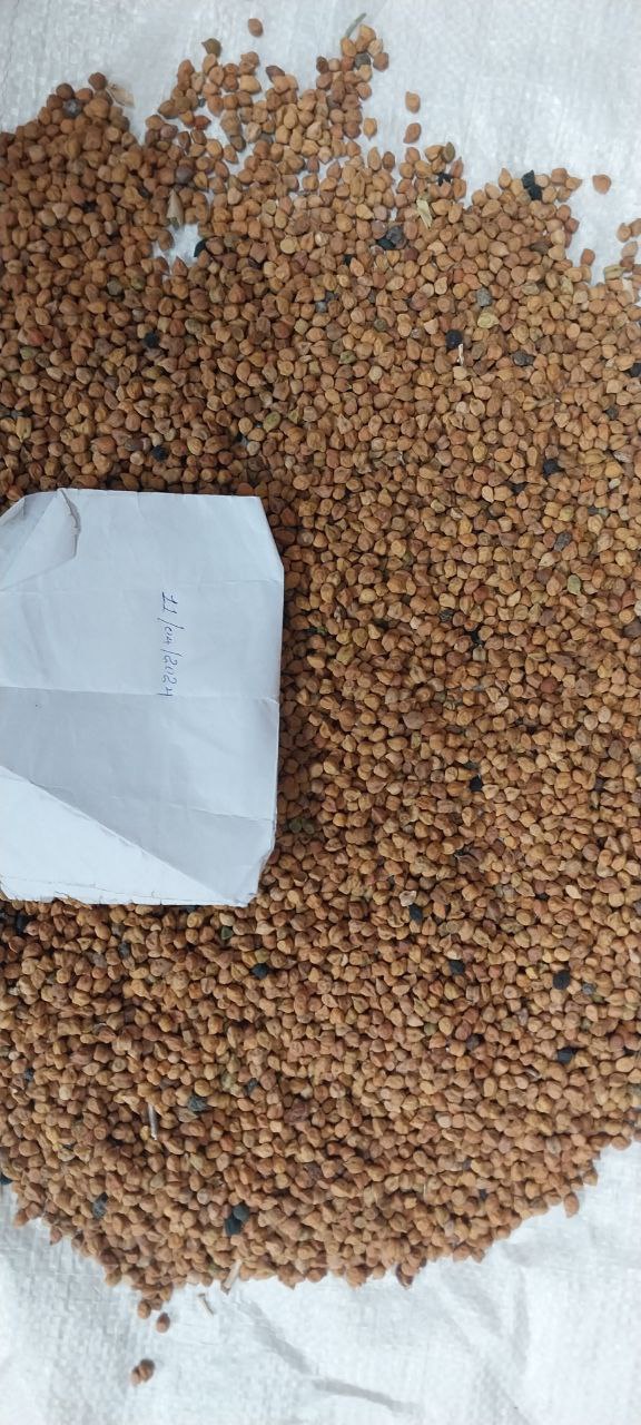 Kacang Arab Desi Ethiopia from Etiopia