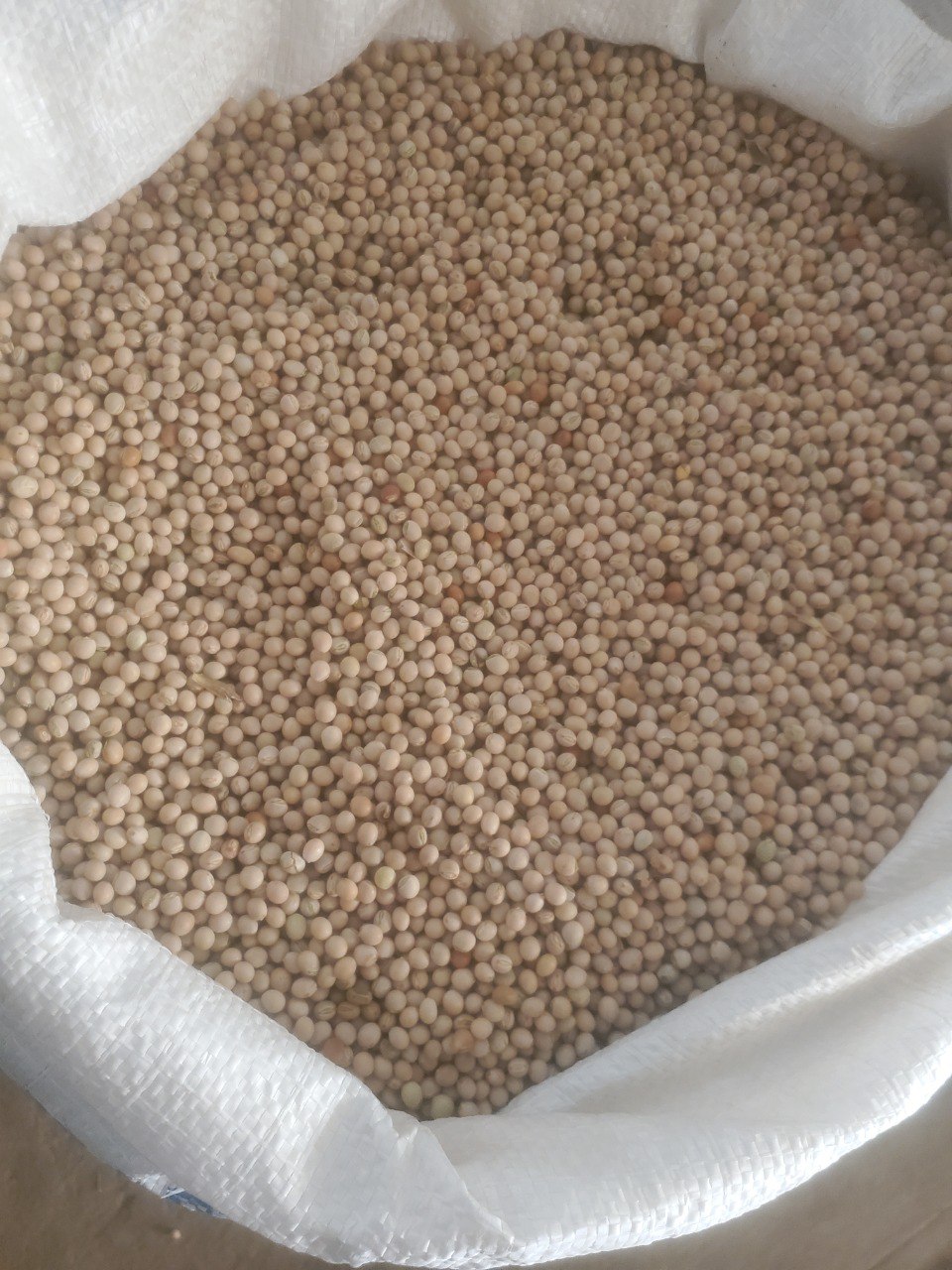 Kacang merpati putih from Etiopia