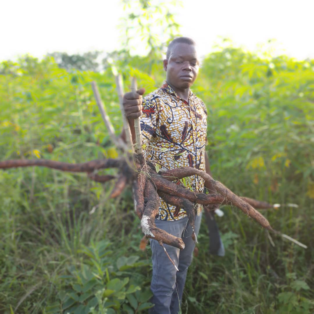 Frische Maniokwurzel from Togo
