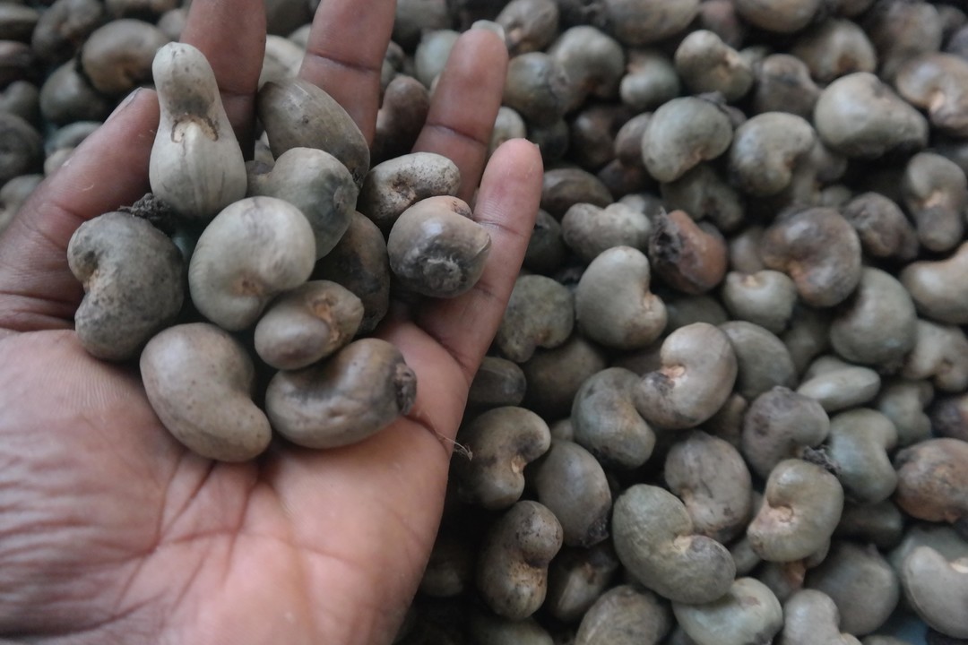ROHE CASHEWKERNE VERFÜGBAR from Benin