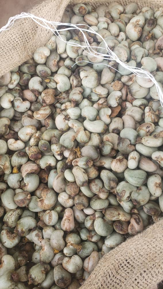 CASHEWKERN from Elfenbeinküste