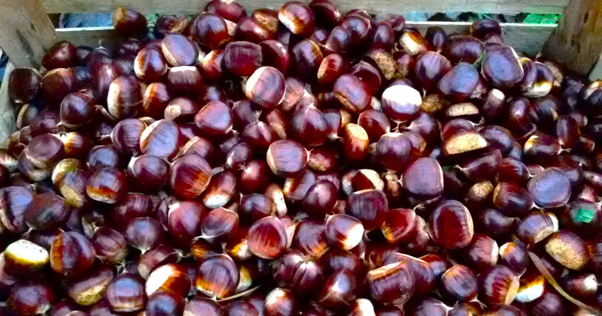 Chestnut segar baru dipetik 2025 - lokal, kualitas terbaik - Besar dan berair from Kroasia