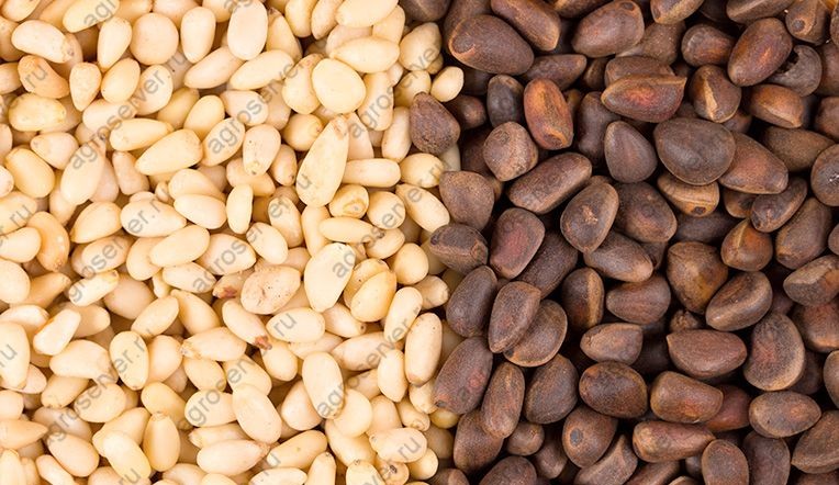 Кедровый орех (Pine nuts siberia) from Russia