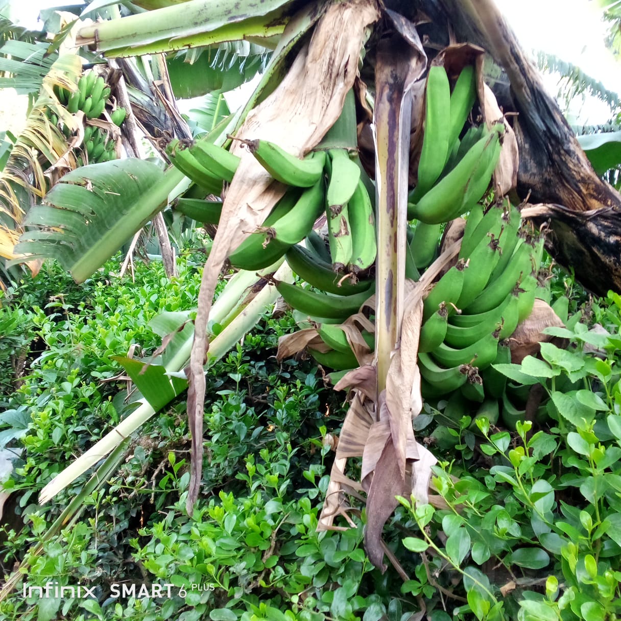 Bananes from Kenya