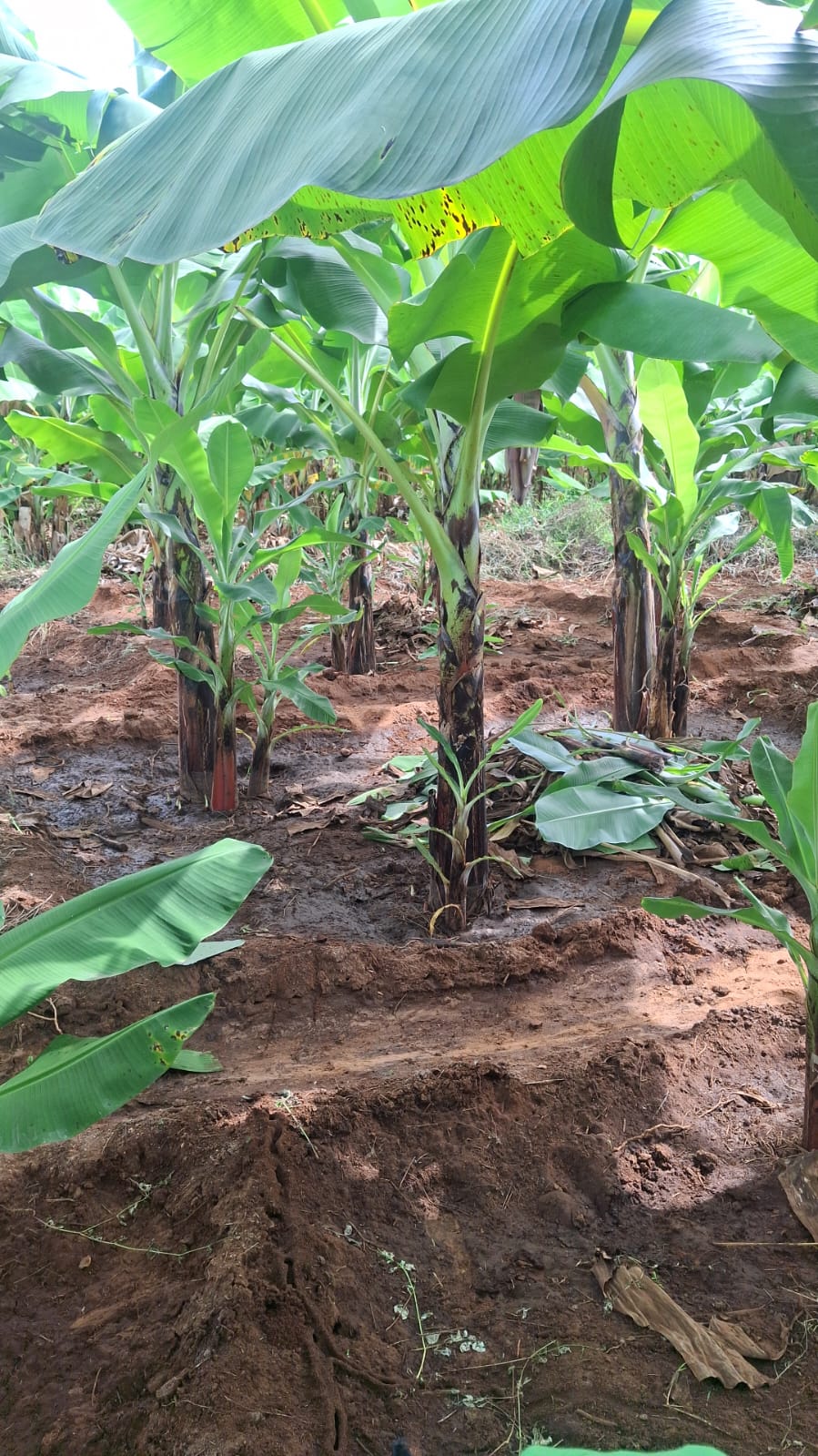 Fresh Organic Bananas from Kenya