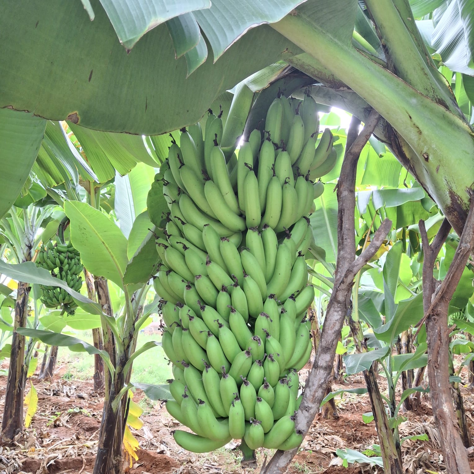 Fresh Organic Bananas from Kenya