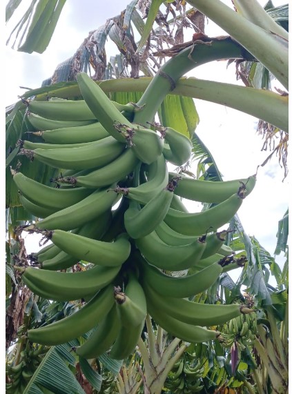 Pisang Tanduk from Nikaragua
