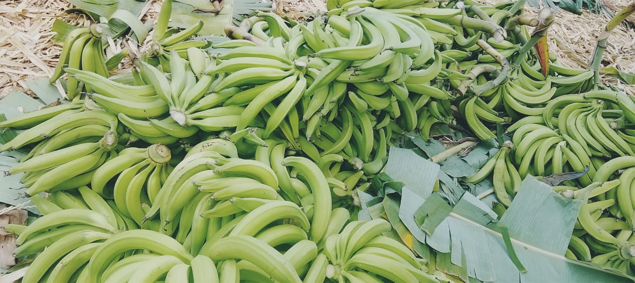 Plantain frais from Kenya