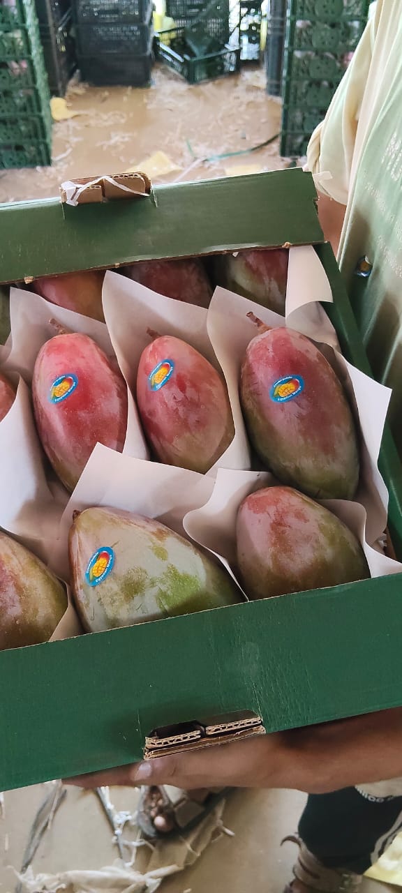 Mangga Segar (Naomi/Osteen/Heidi) from Mesir