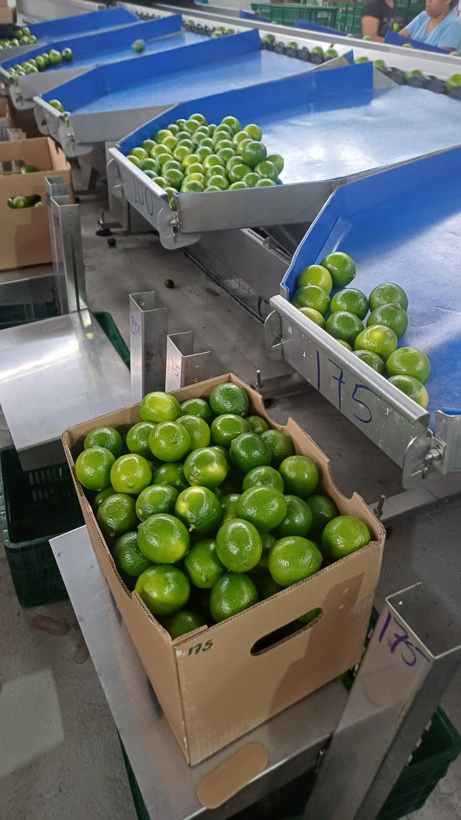 Limonka Tahiti from Kolumbia