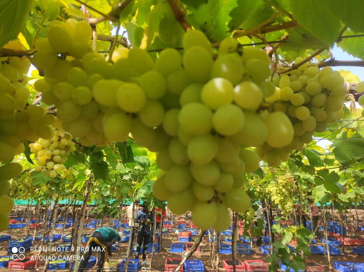 Fresh table grapes from India