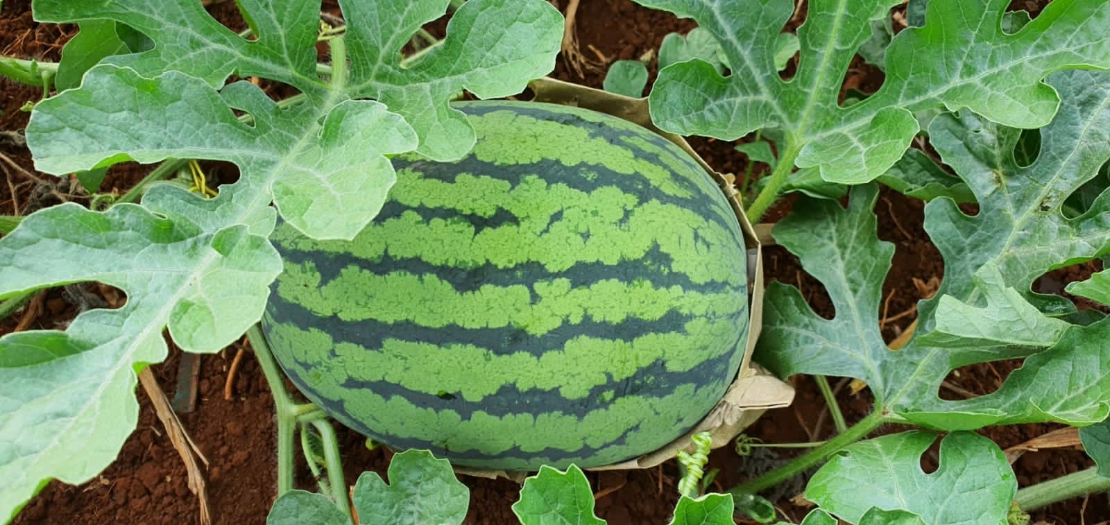 Wassermelonensamen from Indien