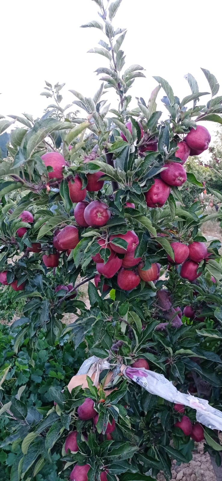 Appel from Turkije