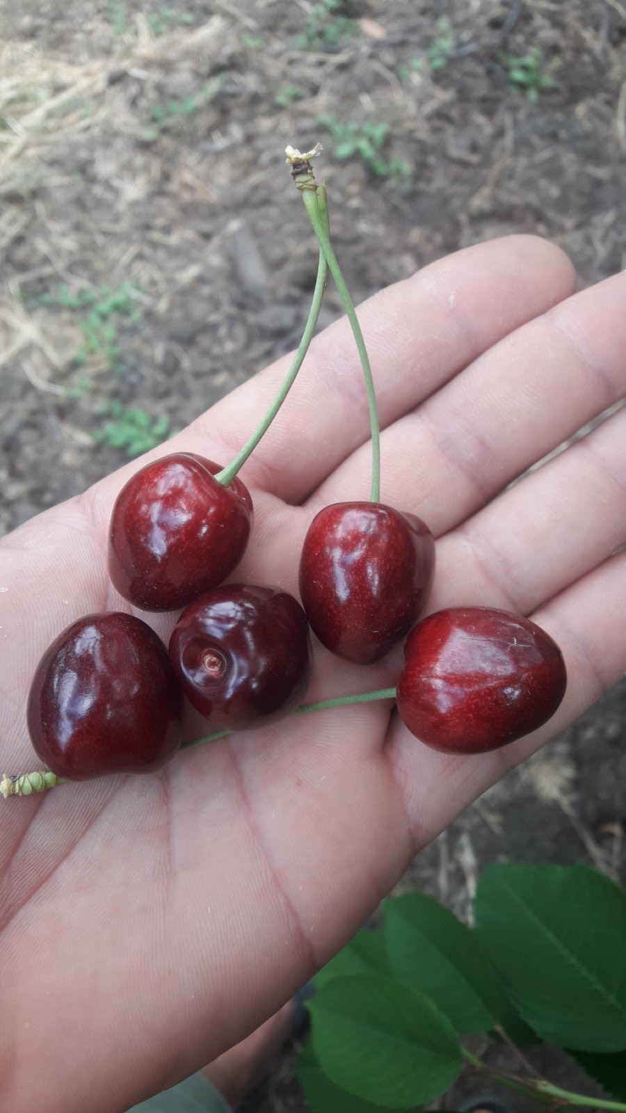 Fresh Cherries from Moldova