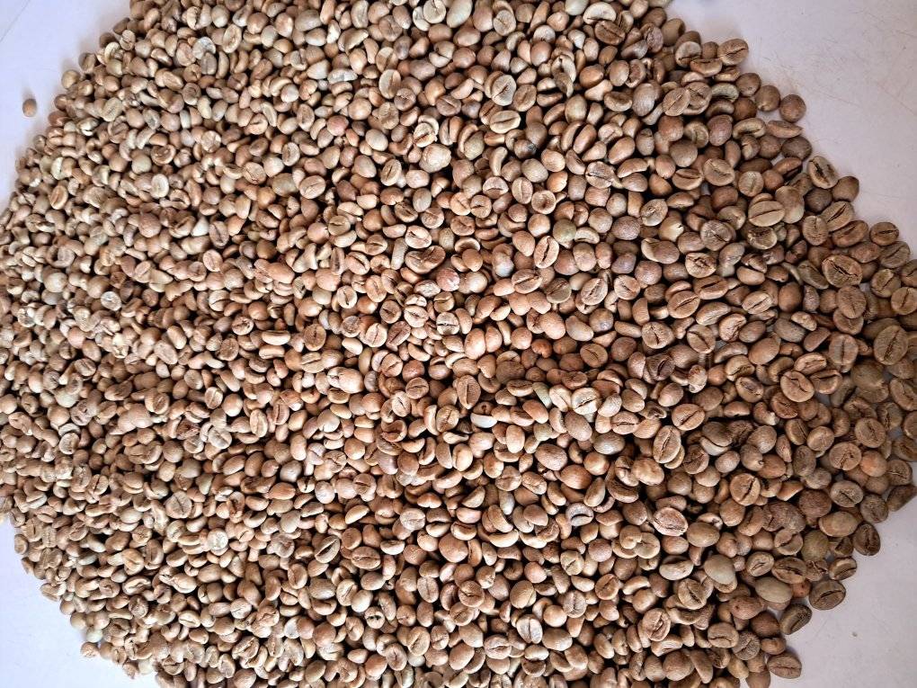 Biji Kopi Arabika Premium – Pasokan Kopi Segar Berkualitas Tinggi from Tanzania