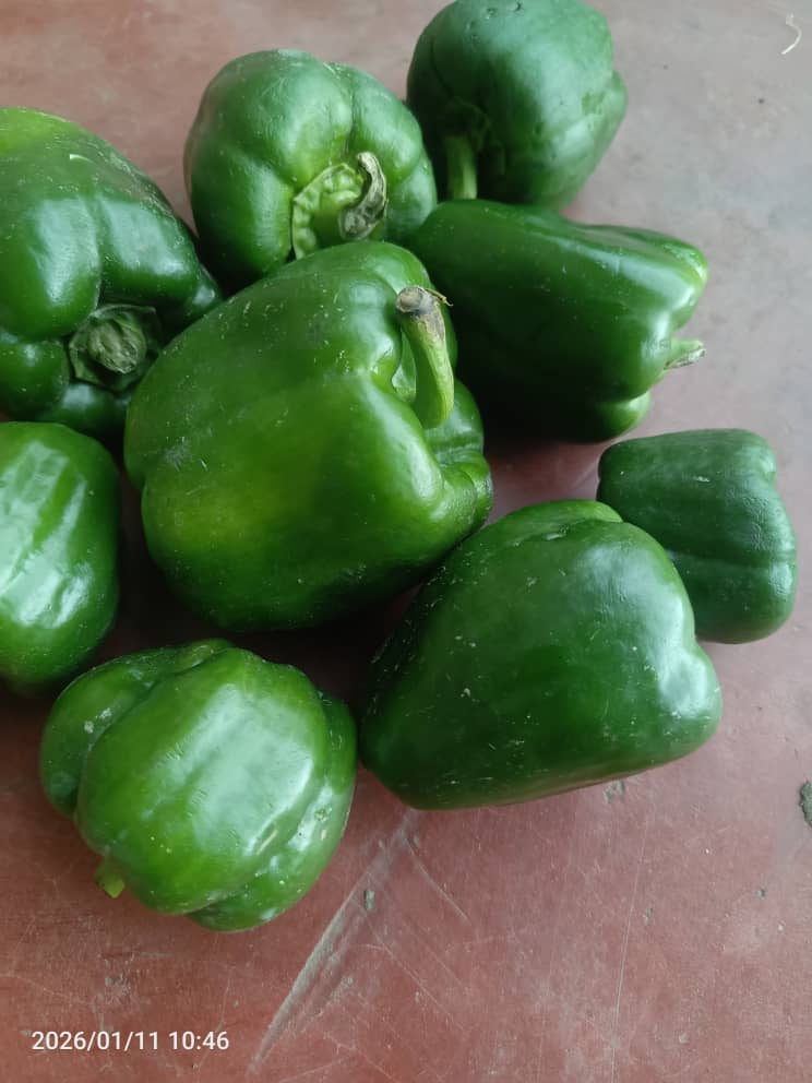 Bell Pepper from Zambia