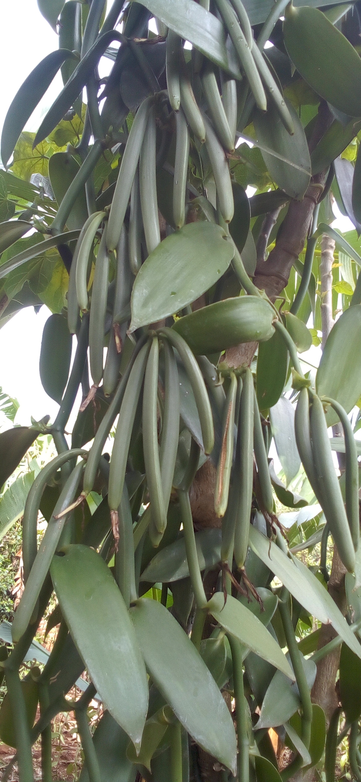 Vanilla from Uganda