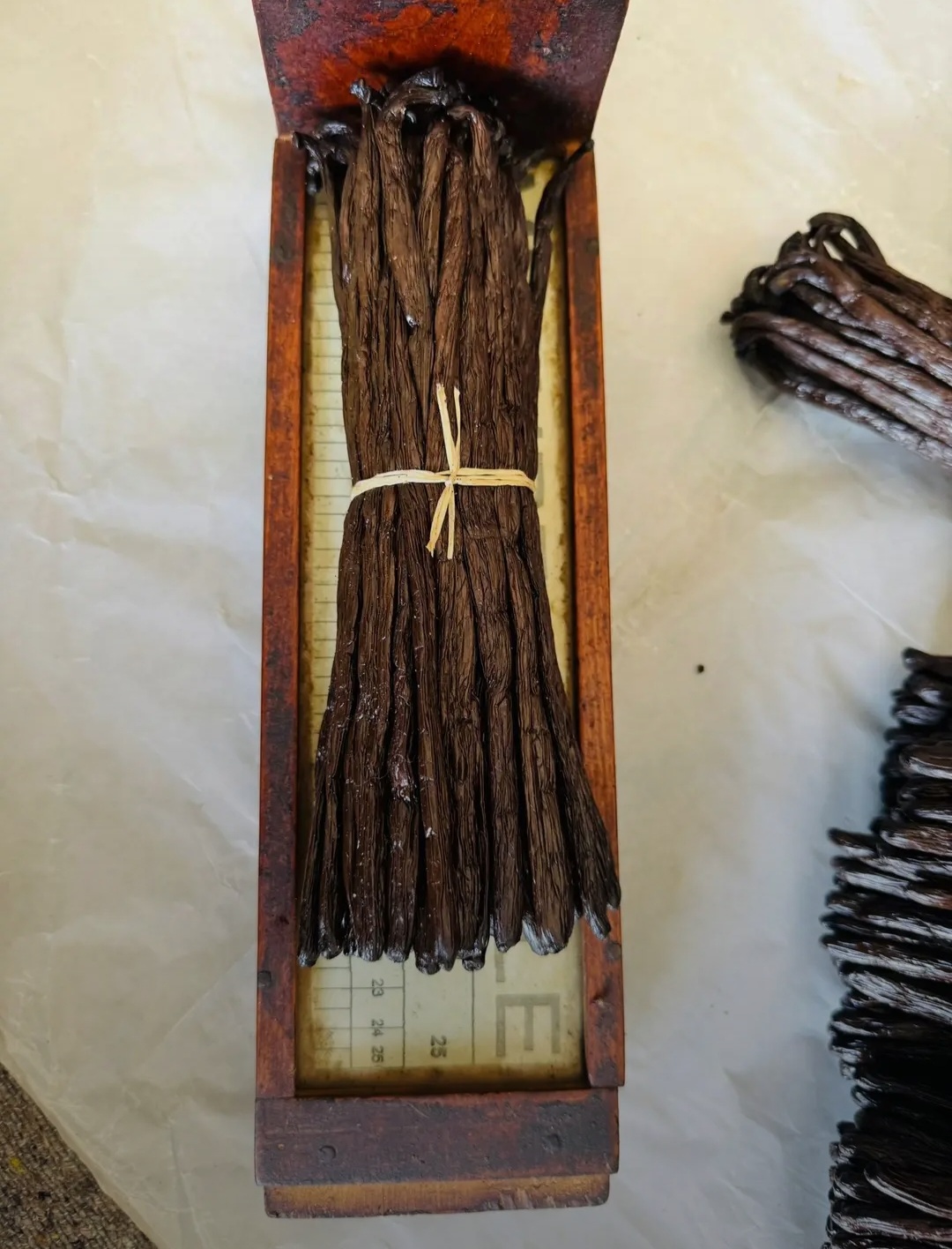 Premium Bourbon Grade A from Madagascar