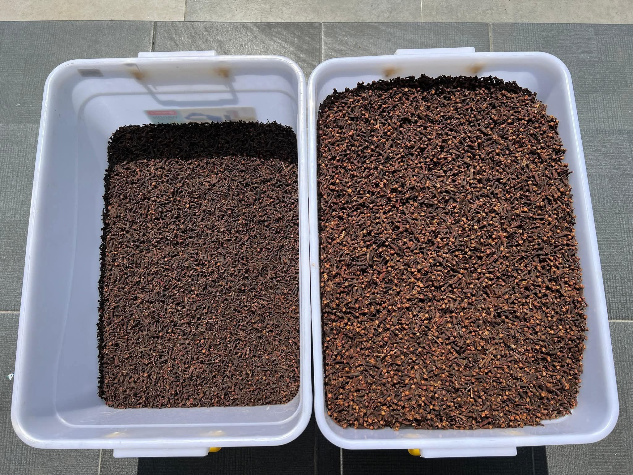 Chiodi di garofano di qualità superiore from Indonesia