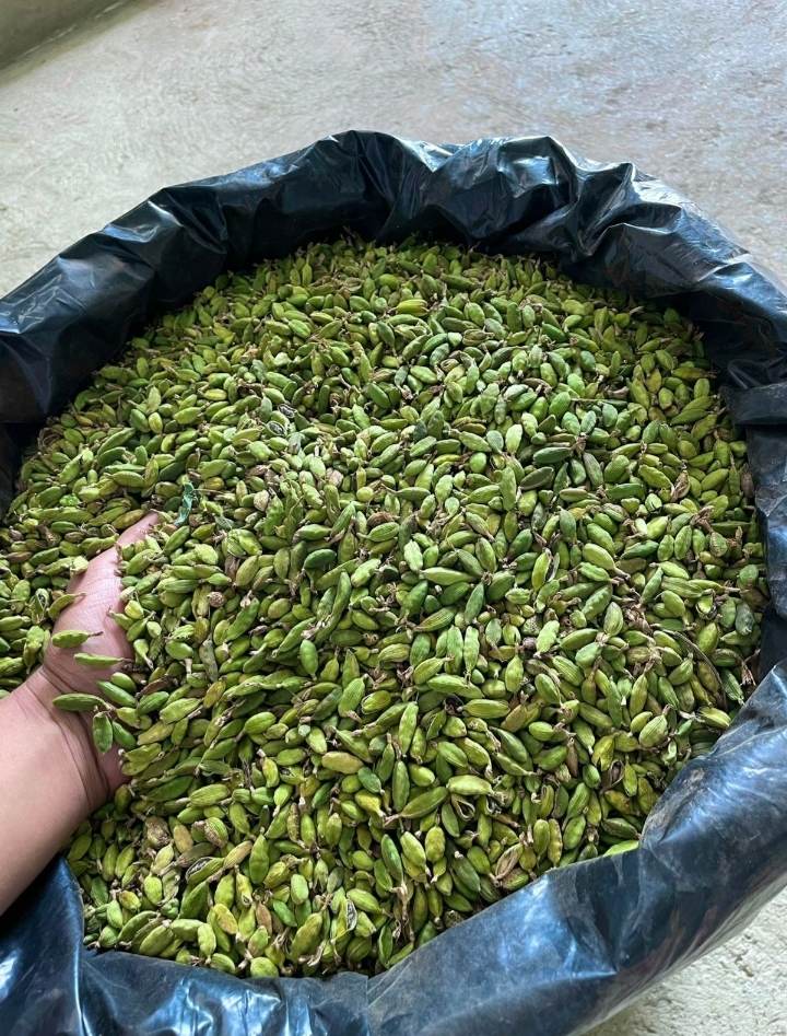 Kardamom from Guatemala