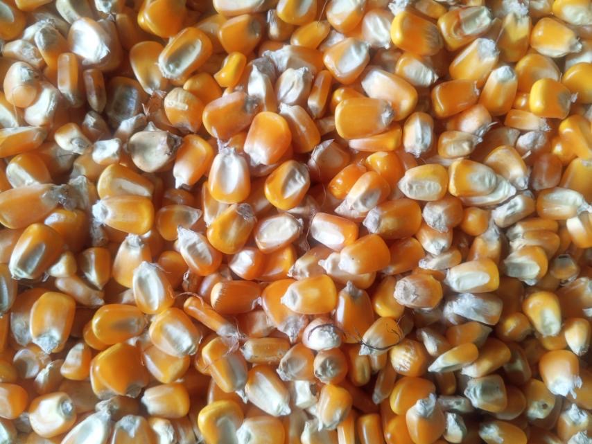 Jagung Kuning, Kacang Hijau, Kacang Hitam Matpe, Beras dan Beras Pecah. from Myanmar