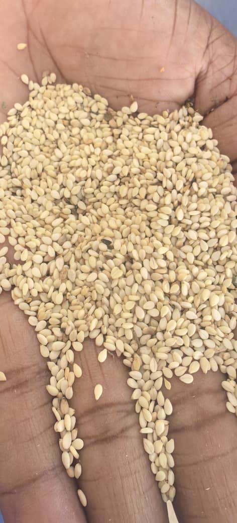 SESAME SEEDS from Chad