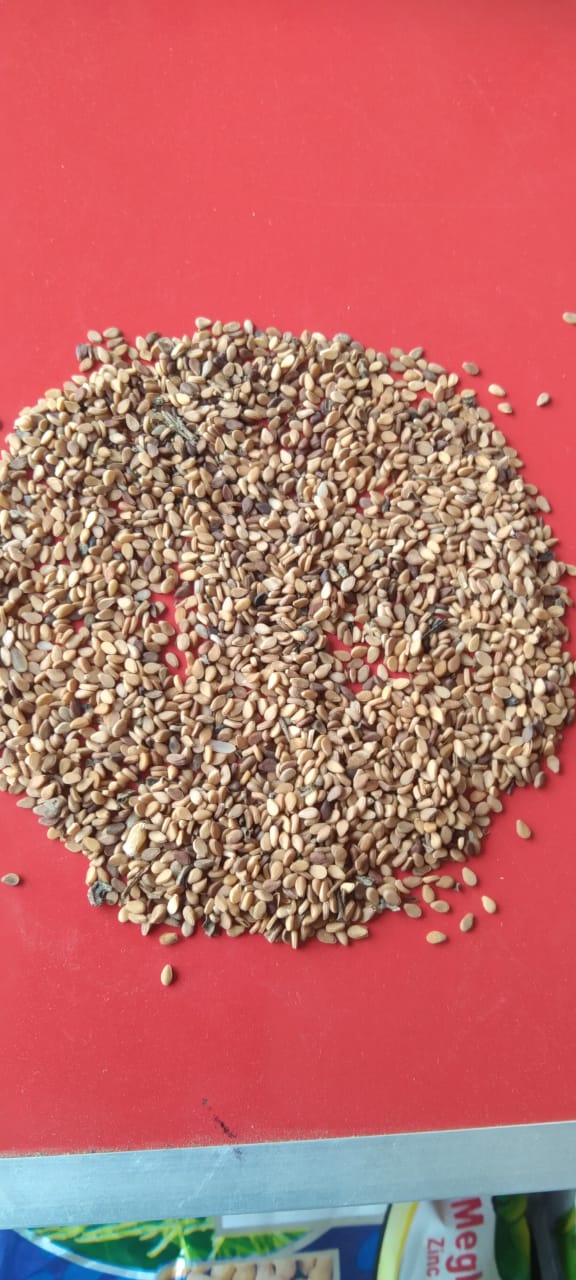 Semillas de sésamo frescas y orgánicas from India