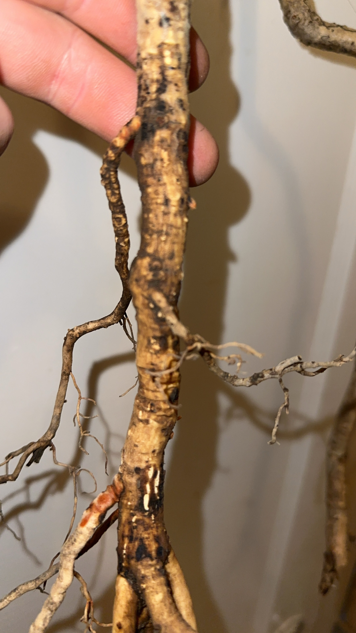 Ginseng Amerika from Amerika Serikat
