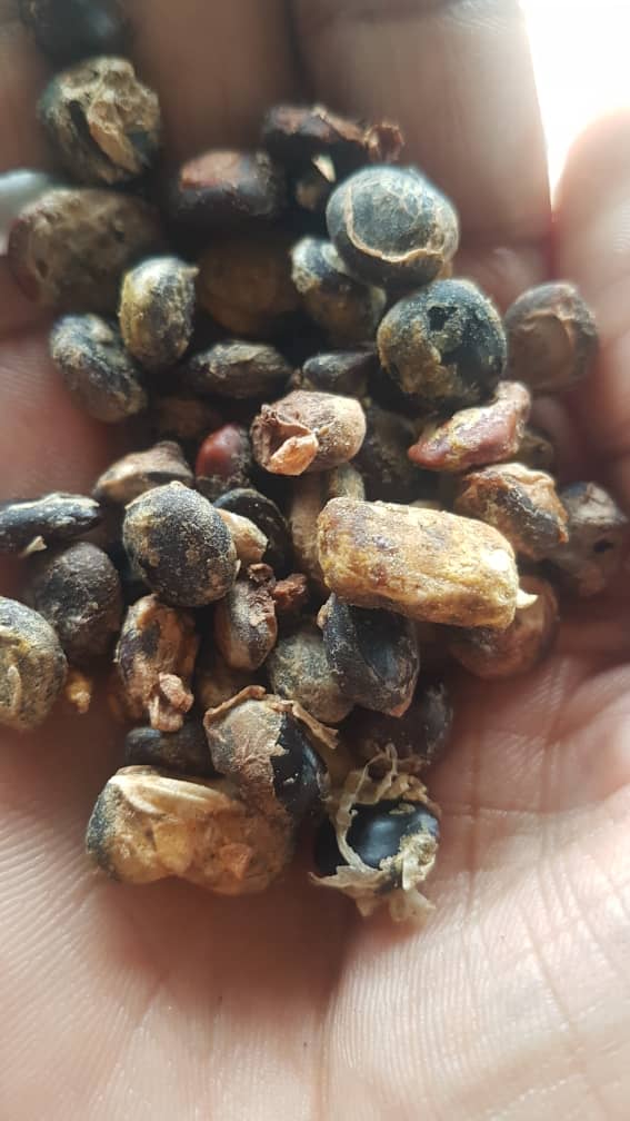 SEMILLA DE ALGARROBO AFRICANO SECA (PARKIA BIGLOBOSA) from Nigeria