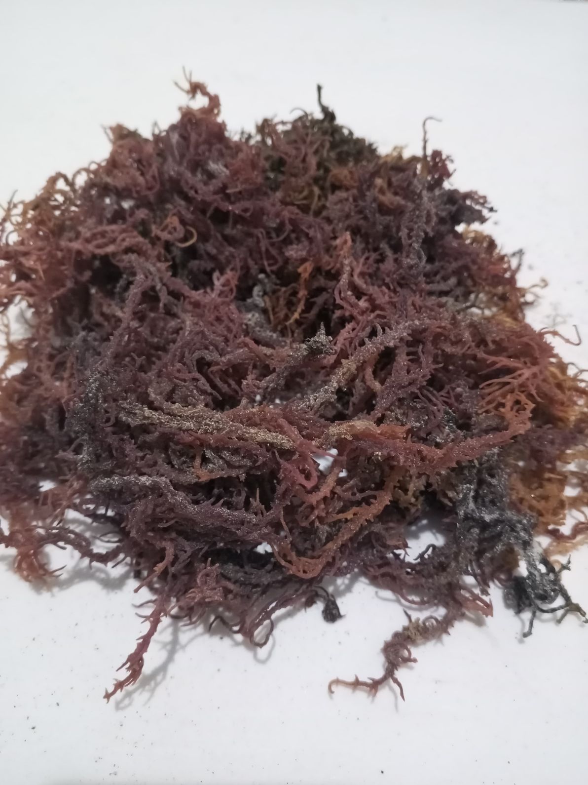 Eucheuma Cottoni from Indonesia