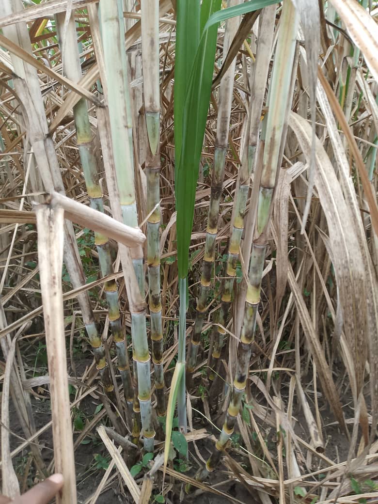 Raw sugarcane from Uganda