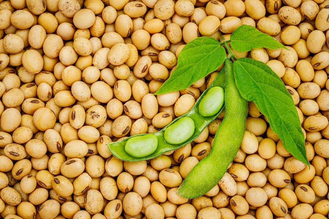 MAKSOY3N and MAKSOY4N soya beans from Uganda