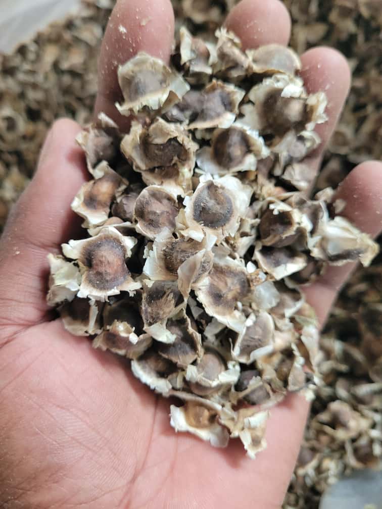 Moringa from Kenia