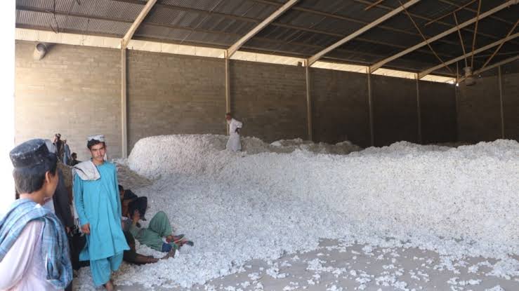 Cotone from Afghanistan