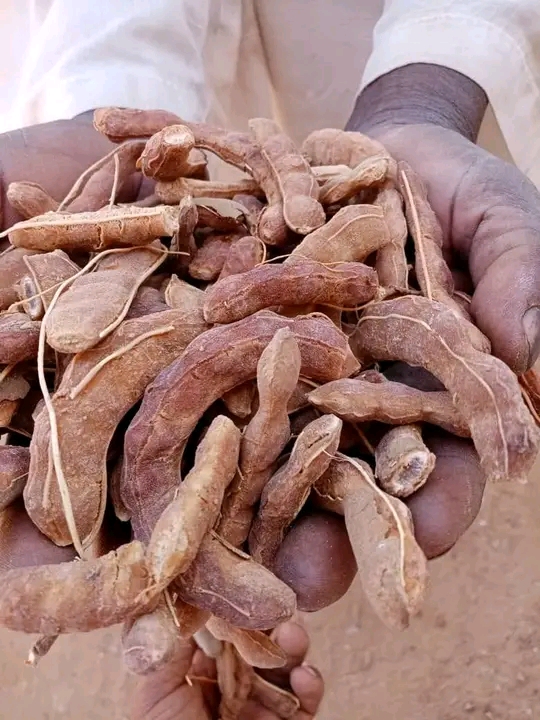 تمر هندي طازج from Sudan