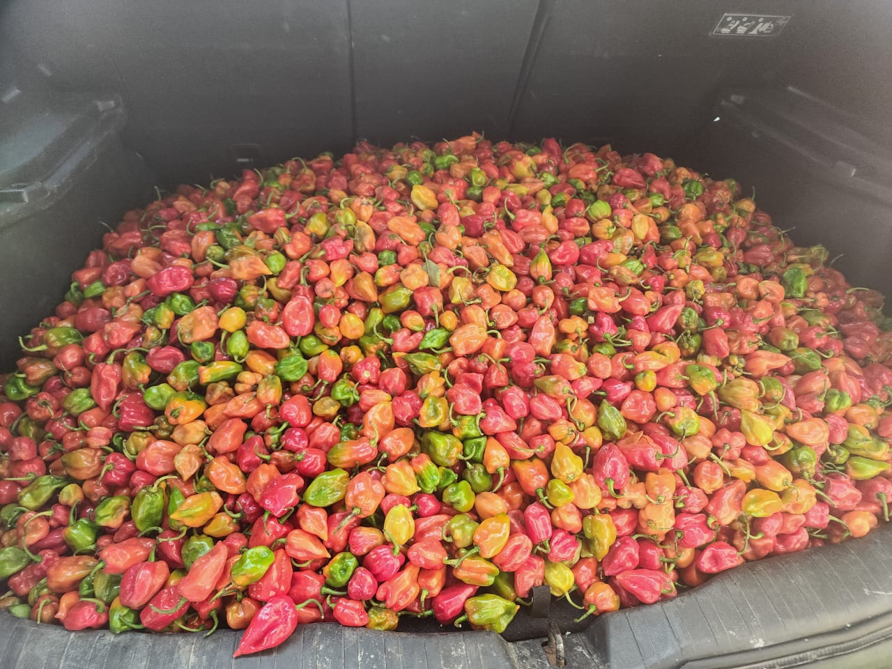 F1 SUPER HABANERO from Nigeria