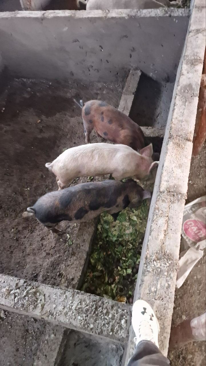 Lebende Schweine from Äthiopien