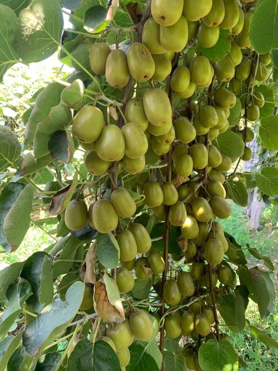 Kiwi rojo from Irán