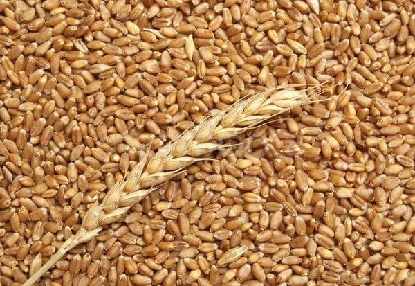 Wheat from Romania