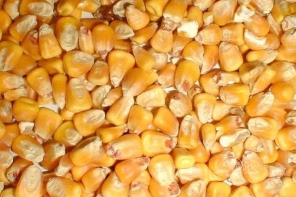Kukurydza from Rumunia