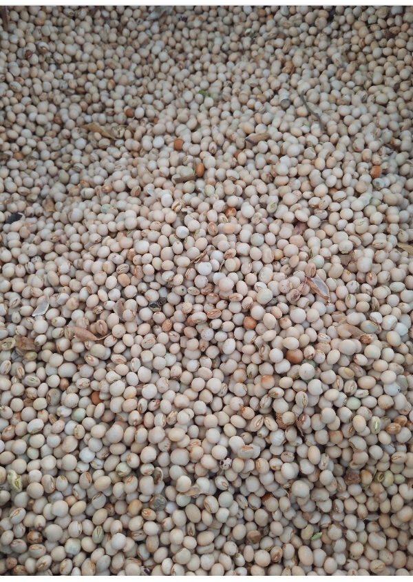 Feijão-guandu from Tanzânia