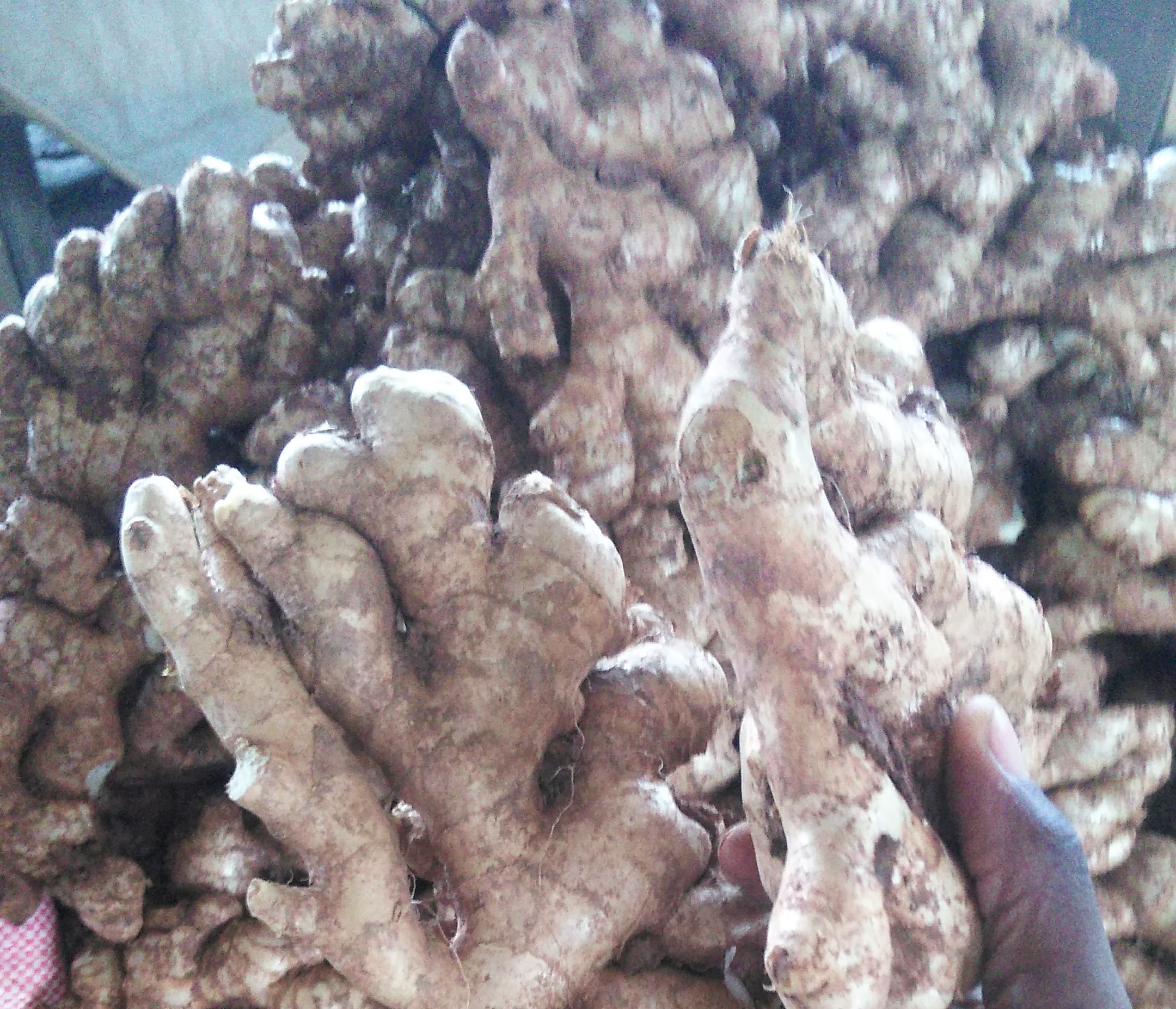 Ginger from Tanzania